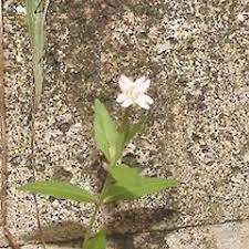 Image result for Epilobium salignum