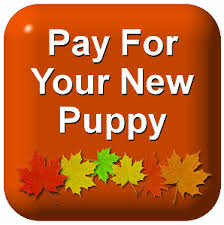 Our puppies are born on our family farm and raised in the house. Maple Valley Puppies Bernedoodle Goldendoodle Puppies For Sale In Flat Rock Illinois