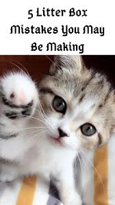 5 Most Common Litter Box Mistakes Cat Owners Make Cats Funny In 2020 Cats Cats And Kittens Cat Owners