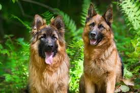 We at team di casa ortiz german shepherds pride ourselves in having top stock coat german shepherds. Should You Get A Male Or Female German Shepherd The German Shepherder