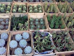 Nombres de cactus con imágenes, cuidados, mantenimiento, reproducción, tips, consejos, tienda de cactus, variedades de o busca una planta por género, especie, nombre, color, forma, origen, tipo de hoja, flor, pétalos. Conoce Las Diferencias Entre Cactus Crasas Y Plantas Suculentas Jardineria On