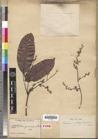 Image result for Dialium guineense