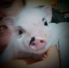 Chesapeake bay retriever puppy escapes whelping box