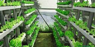 Check spelling or type a new query. 5 Macam Hidroponik Solusi Berkebun Di Lahan Sempit Yang Menguntungkan Merdeka Com