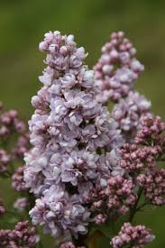 Flieder Syringa Vulgaris Emile Lemoine Fliedertraum Lila Pflanzen Pflanzen Gemeiner Flieder