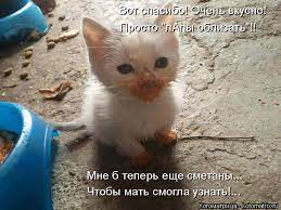 Котоматрица: Вот спасибо! Очень вкусно! Просто "лАпы облизать"!! Мне б  теперь еще сметаны...