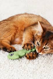 Tchibo Kedi Dis Temizleme Oyuncagi Mavi Yesil Trendyol