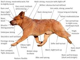 Acd Chart Aussie Cattle Dog Austrailian Cattle Dog Dogs