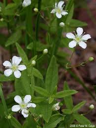 Image result for Triaspis lateriflora