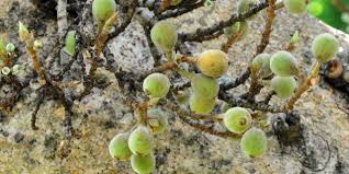 Image result for Ficus sycomorus