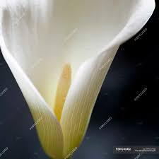 Floral wallpaper spring wallpaper nature rose sunflower be inspired by the beauty of nature with this gorgeous collection of flower wallpapers and images. Close Up Of White Lily Flower On Dark Background Ecology Color Image Stock Photo 199372968
