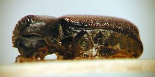 Image result for Micractis bojeri