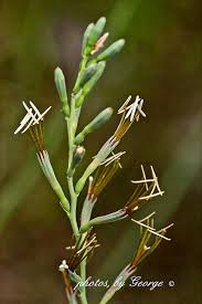 Image result for Asparagaceae