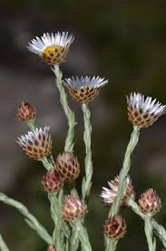 Image result for Helichrysopsis