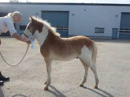 Bildresultat för Islandsföl 2014