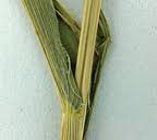 Image result for Eriochloa fatmensis