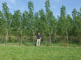 Black poplar, also known as lombardy poplar, has many landscape problems. Hybrid Poplars Leachate Management Specialists