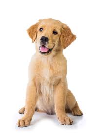 A Portrait Of A Golden Retriever Dog Sitting On The Floor Isolated On White Background Goldenretriever Golden Retriever Dogs Golden Retriever Retriever