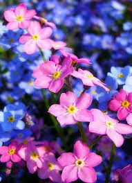 Maybe you would like to learn more about one of these? Forget Me Not Flower Pictures Meanings Flower Pictures Forget Me Not Pretty Flowers