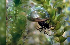 Passive creatures such as the aphid or weevil will never attack the player, even if physical aggression is used against them. The Amazing Diving Bell Spider Steemit