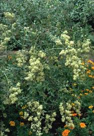 Image result for Lawsonia inermis