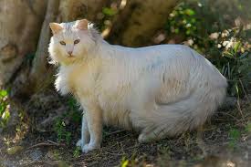 Munchkin cats have shorter legs than usual but are otherwise typical, healthy cats that munchkin cat: Turkish Angora Price Cost Range Where To Buy Angora Kittens