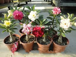 Maybe you would like to learn more about one of these? Grafting Adenium Plants Adenium Seeds Plumeria Seeds Adenium Seeds At Adenium Store