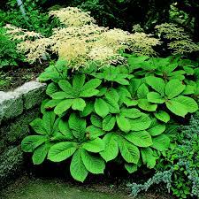 Das schaublatt gehört zur familie der steinbrechgewächse und stellt in hiesigen gärten eine wenig verbreitete und dennoch beliebte. Kastanienblattriges Schaublatt Rodgersia Aesculifolia Weiss