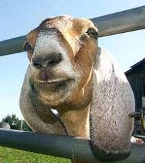 The Health Benefits Of Goats Milk Goat Milk Benefits Goat Milk Goats