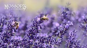 This is because the nectar and pollen grains are reachable by most bee species. How To Create A Bee Friendly Environment In Your New Zealand Garden