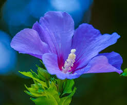 Check spelling or type a new query. Hibiscus Not Blooming Reasons For Hibiscus Not Flowering Gardener Report