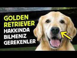 Golden Retriever Hakkinda Bilmeniz Gereken 14 Gercek Youtube