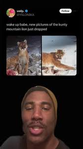 Lake Perris Mountain Lion