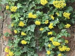 Image result for Senecio speciosus