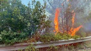 Puglia, domato l'incendio sul Gargano: "Se confermata natura dolosa, si trovino gli autori" - Borderline24.com