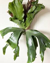 Image result for Platycerium stemaria