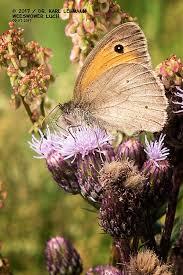 Grosses Ochsenauge Maniola Jurtina 09 07 2017 Weesower Luch Tiere Natur Falter Schmetterling Butte Schmetterling Schmetterlinge Arten Einzigartige Tiere