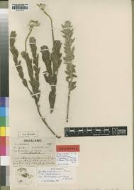 Image result for Agelanthus toroensis