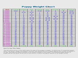 Awesome German Shepherd Weight Chart 14 Photos Sheslap