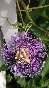 Passion Flower Passion Flower Flowers Rare Flowers