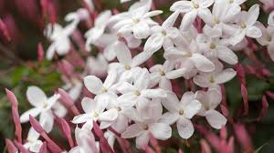 Image result for Jasminum