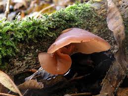 Check spelling or type a new query. Auricularia Auricula Judae Wikipedia