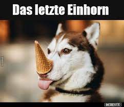 pin von robin staytrue auf animals lustige hund bilder hund funnies hund witze