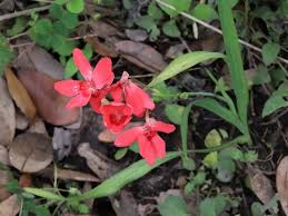 Image result for Freesia laxa