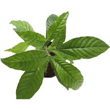 Image result for Psychotria moninensis