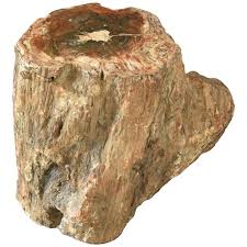 Early Fossilized Petrified Wood Stump From Madagascar Africa Wood Stumps Petrified Wood Fossilized Wood