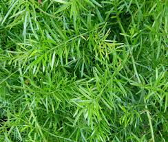 Image result for Asparagus schroederi