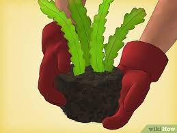 Do not try to push the roots deep into the planting hole or pot. How To Grow Epiphyllum Cactus With Pictures Wikihow