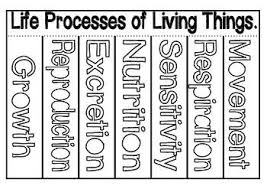 Living Things 7 Life Processes Packet Printable Teaching Resources Teaching Tips Education And Literacy