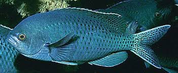 Image result for Smithia erubescens